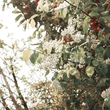 Modern Maisonette With Big Garden In Apartment Graz